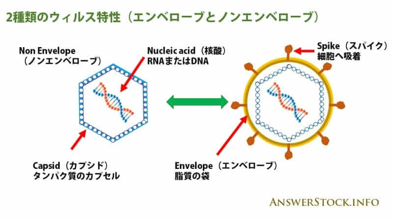 ウィルスはエンベロープとノンエンベローブに分かれる。ノロウイルスにアルコールは効かない理由です。
